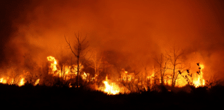 Incendio forestal