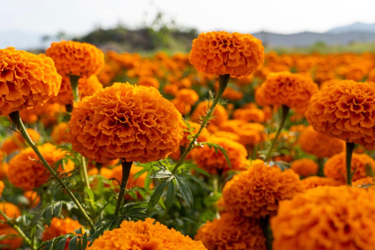 festival de las flores de cempasúchil: un mar de pétalos dorados para celebrar el día de muertos en la cdmx - 1