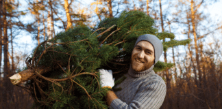 elegir el árbol navideño natural perfecto