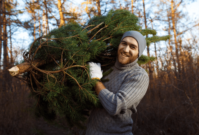 elegir el árbol navideño natural perfecto