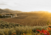 Las Mejores Uvas en México. Valle de Guadalupe, Baja California