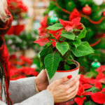 flores de nochebuena