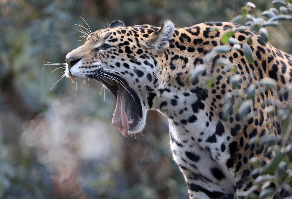 El Amazonas. Jaguar
