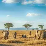 lugares exóticos en el mundo: Serengeti, Tanzania