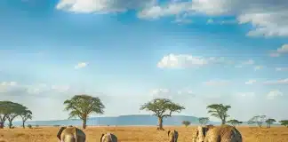 lugares exóticos en el mundo: Serengeti, Tanzania