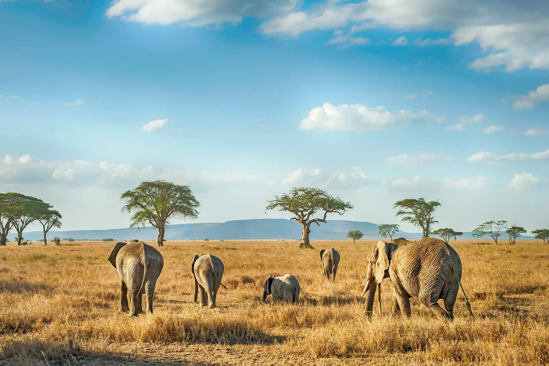 lugares exóticos en el mundo: serengeti, tanzania