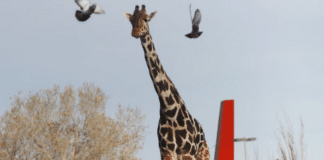 Africam Safari: La jirafa Benito