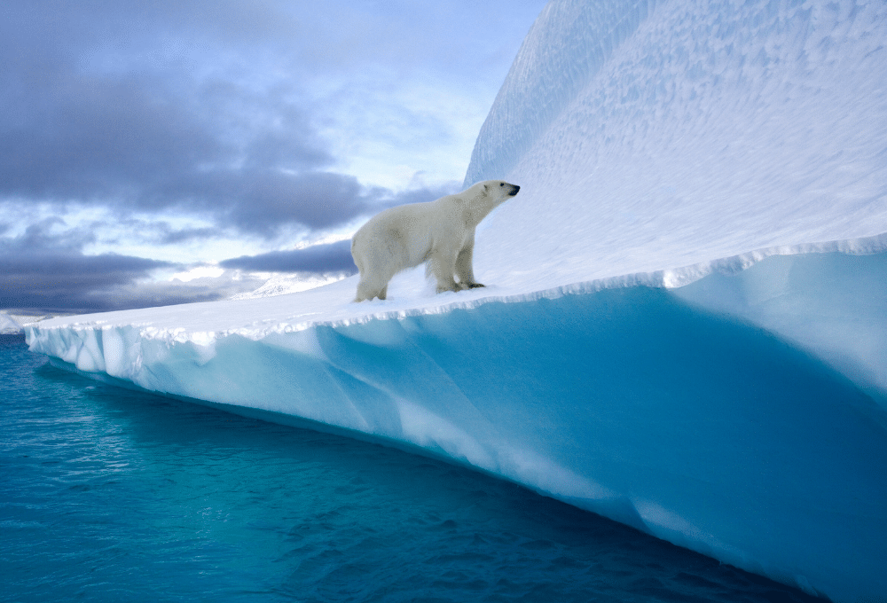 día internacional del oso polar: