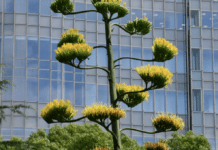 agave mexicano