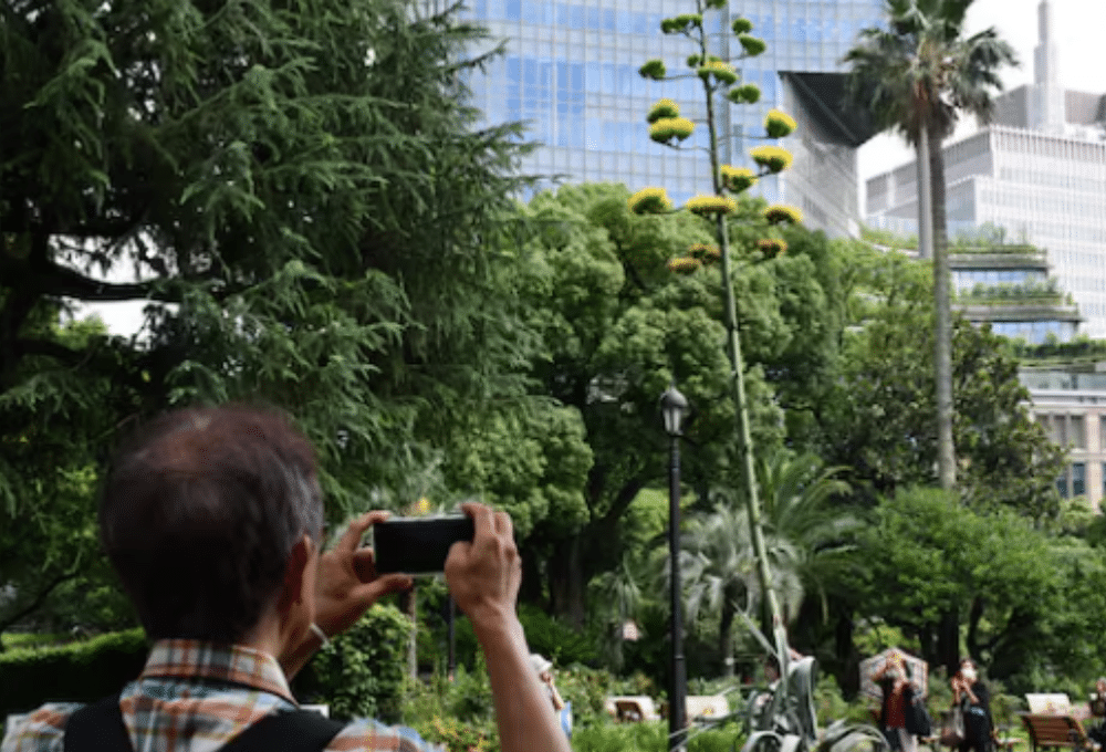 Agave mexicano en Tokio