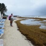 Sargazo en Playa del Carmen