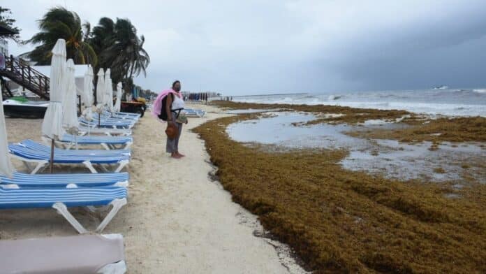 Sargazo en Playa del Carmen