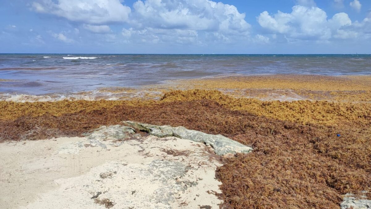 sargazo en playa del carmen