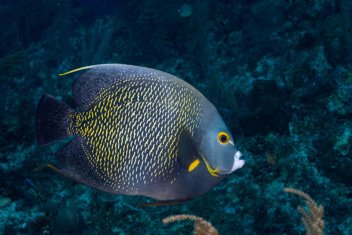 arrecife mesoamericano