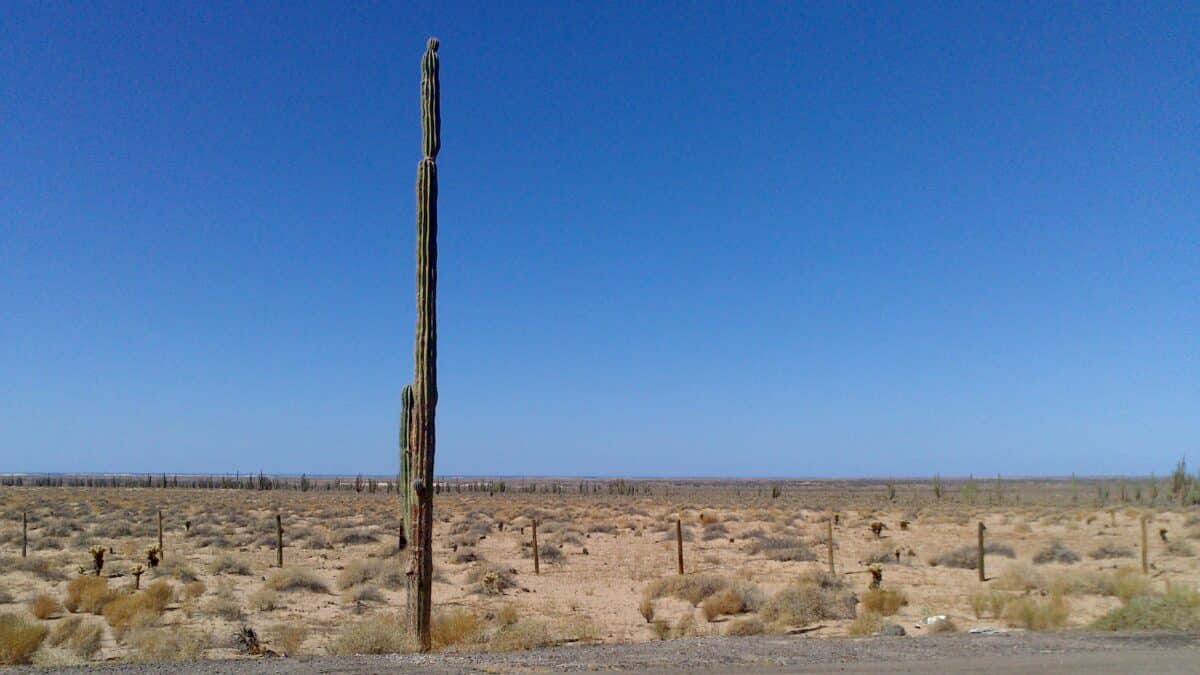 Desierto de Sonora