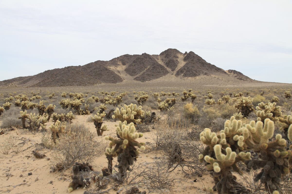 Desierto de Sonora