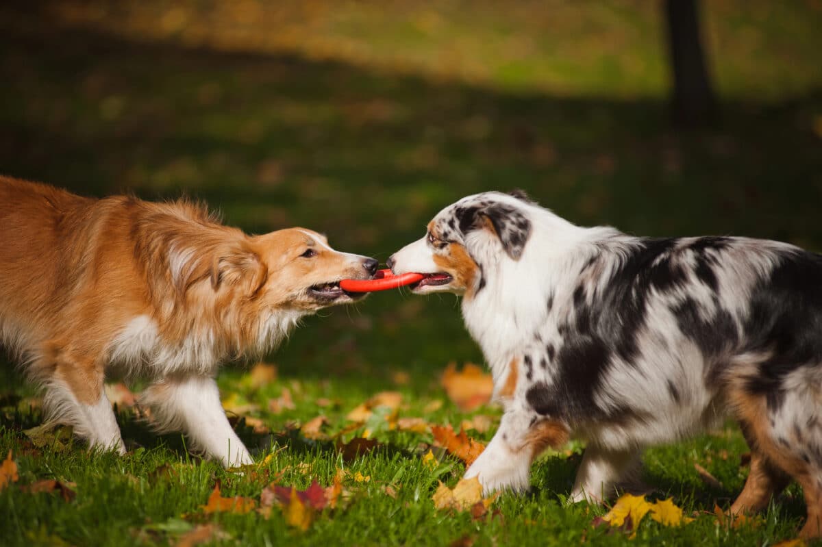 parques para tu perro