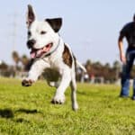 Parques para tu perro