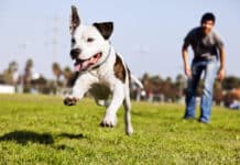 Parques para tu perro