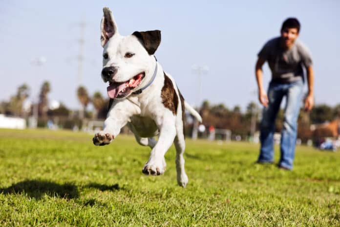 Parques para tu perro