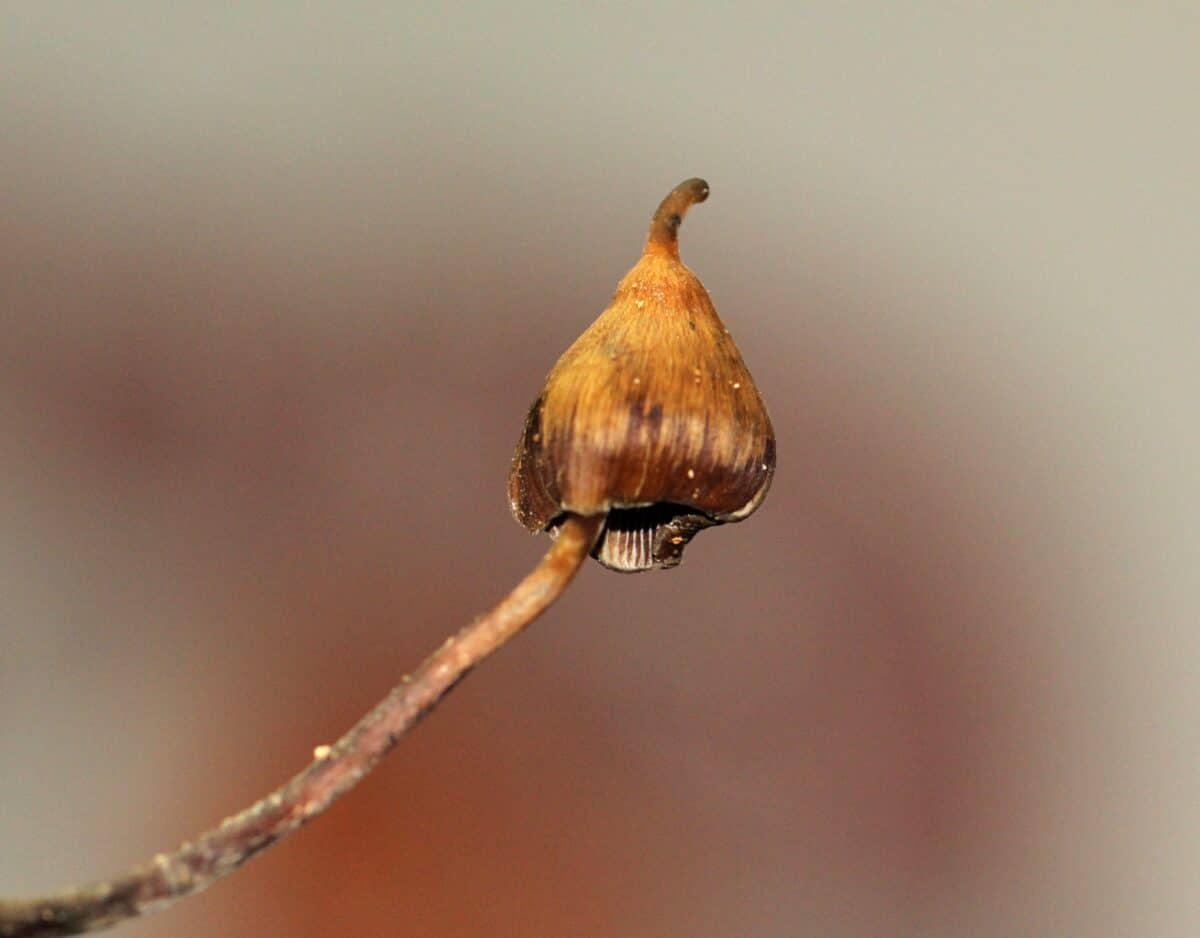 Hongos Psilocybe en Huautla de Jiménez