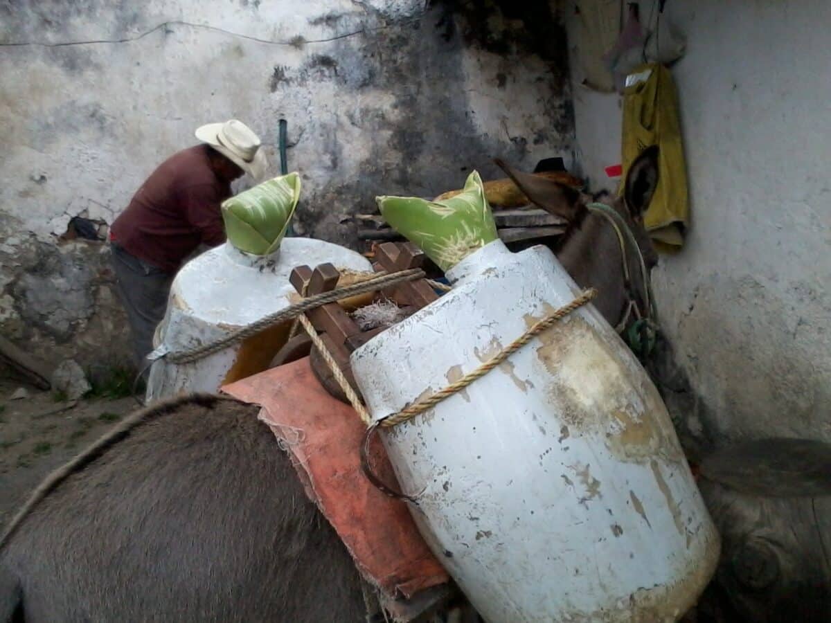 pulque 