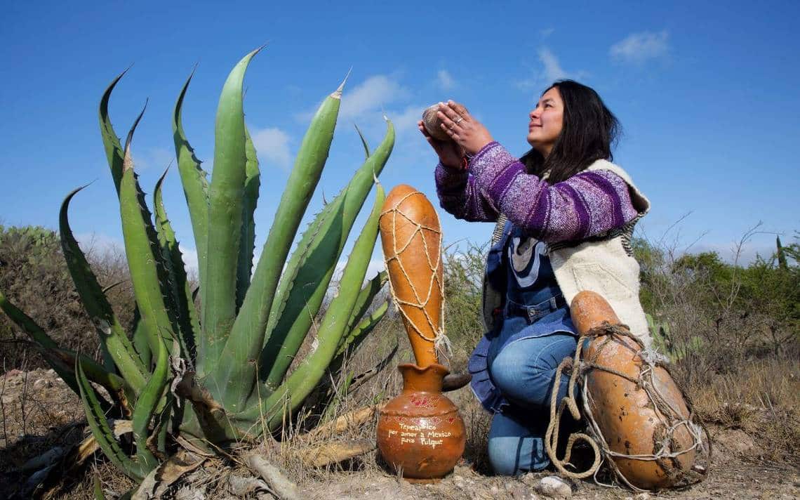 pulque 