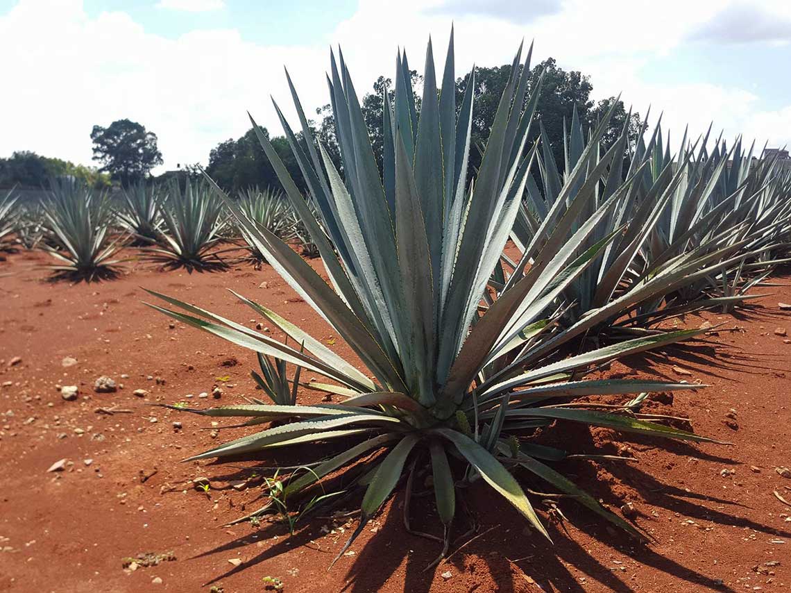 Ruta del tequila