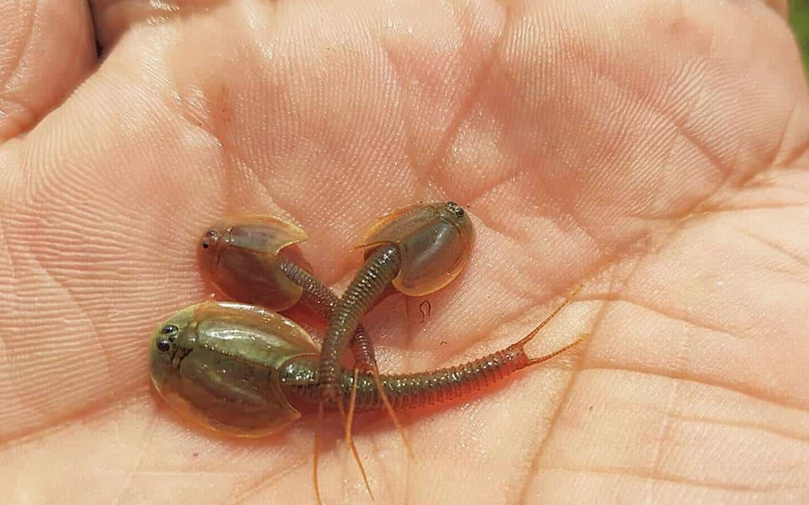 camarones renacuajo