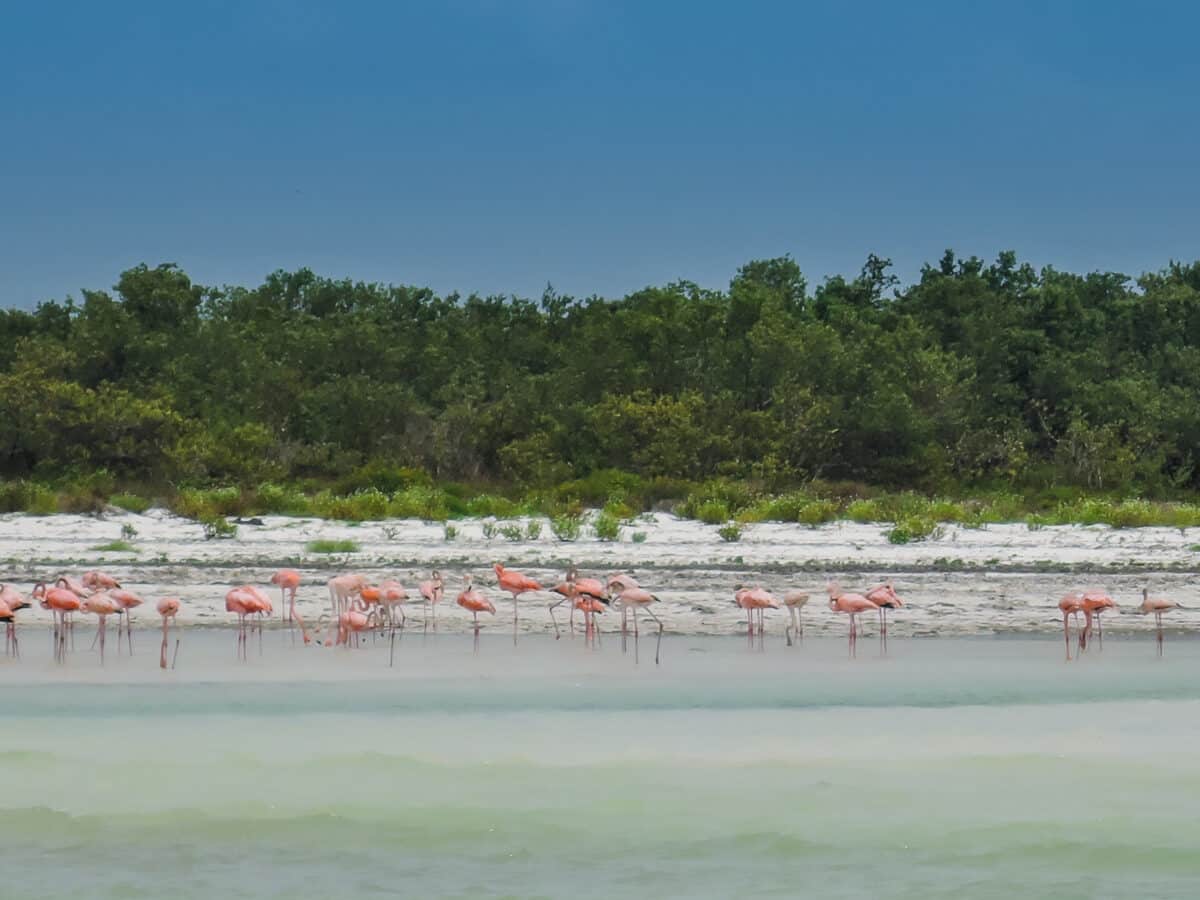 holbox