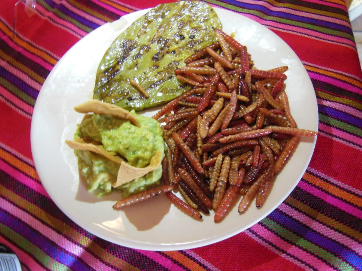 chinicuiles. gusanos de maguey