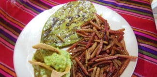 Chinicuiles. Gusanos de maguey