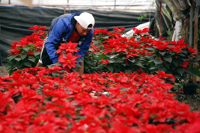 flores de nochebuena en michoacán.