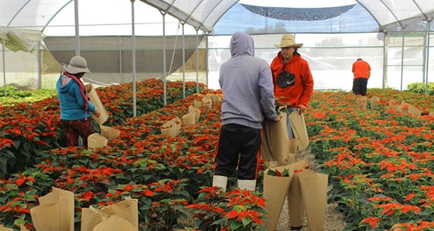 flores de nochebuena en puebla.