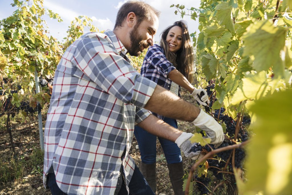 Festival Internacional del Arte, el Queso y el Vino