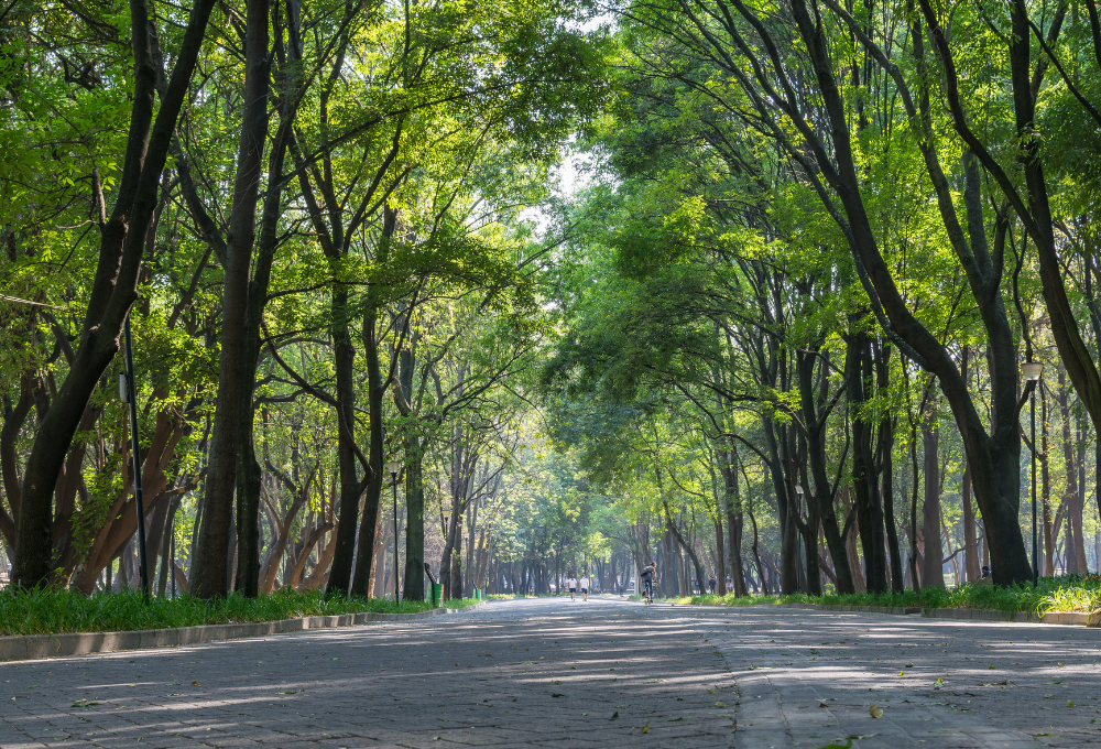 Bosque de Chapultepec.