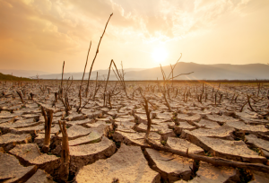 día mundial de lucha contra la desertificación y la Sequía 2025