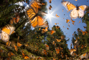 Cómo visitar el Santuario de la Mariposa Monarca este verano 2025 desde la CDMX