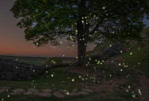 Dónde ver luciérnagas en Michoacán este junio 2025