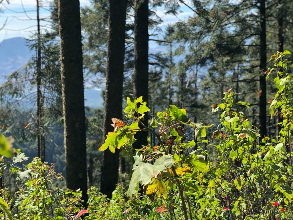 Sierra Chincua, en Angangueo, Michoacán