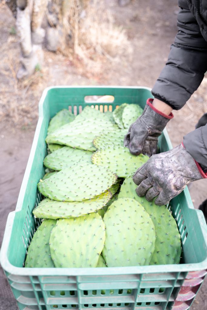 Nopales.