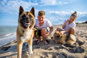tips para viajar con mascotas en verano