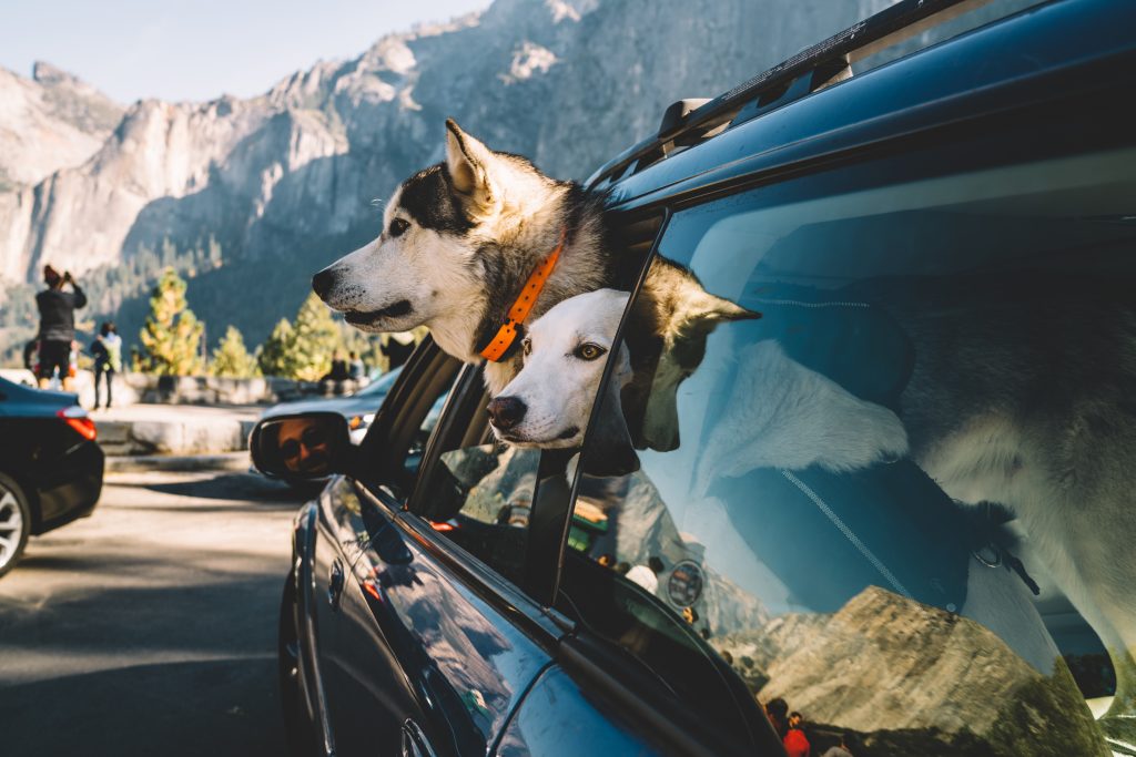 Tips para viajar con mascotas en verano : Seguridad en el transporte