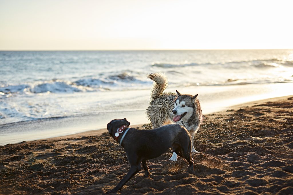Cuida la hidratación de tus pets y el calor