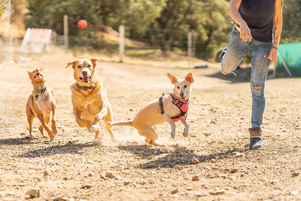 Busca actividades pet-friendly