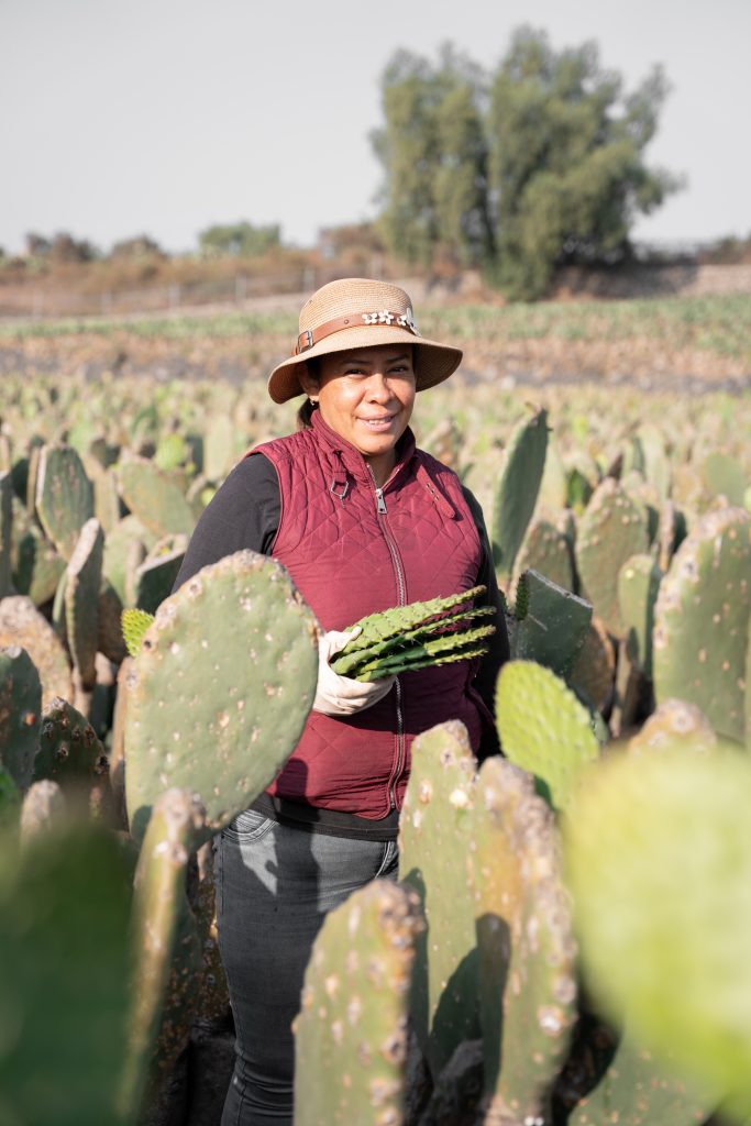 Nopales en la alcaldía Milpa Alta
