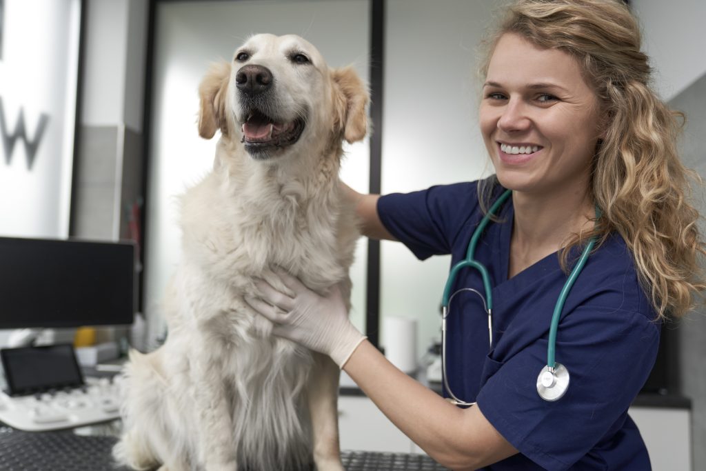 Visita al veterinario. Mascotas.