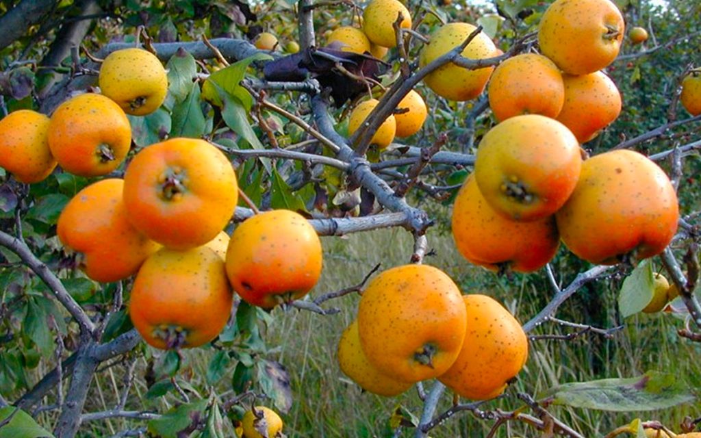 Tejocote