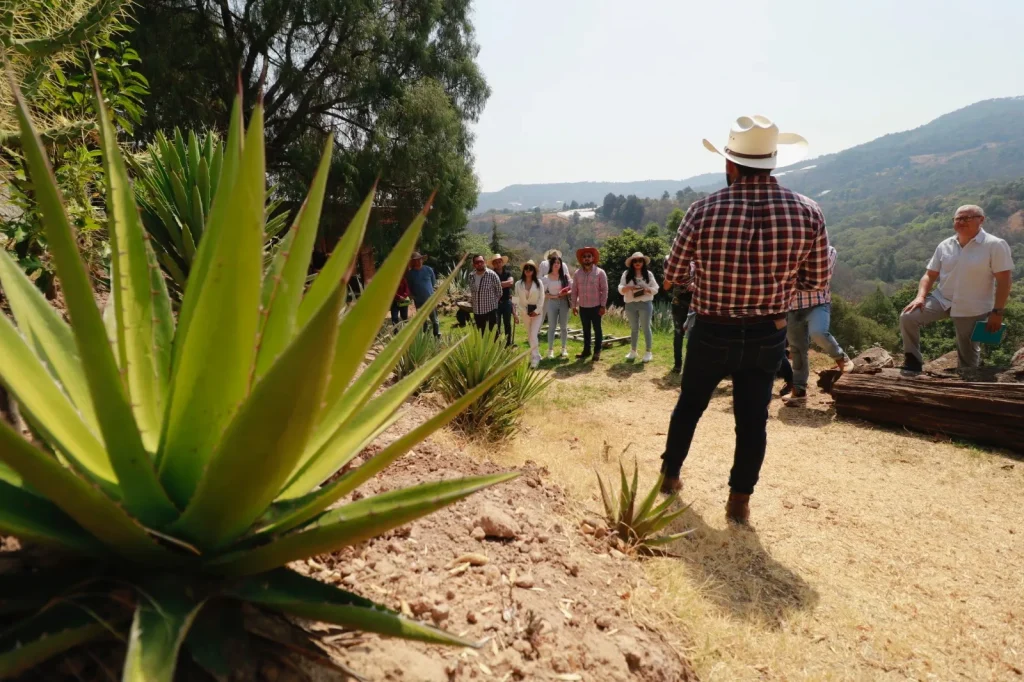 Agave. Mezcal. Atlautla, Estado de México