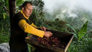 Café gourmet en Coatepec y Xico, Veracruz